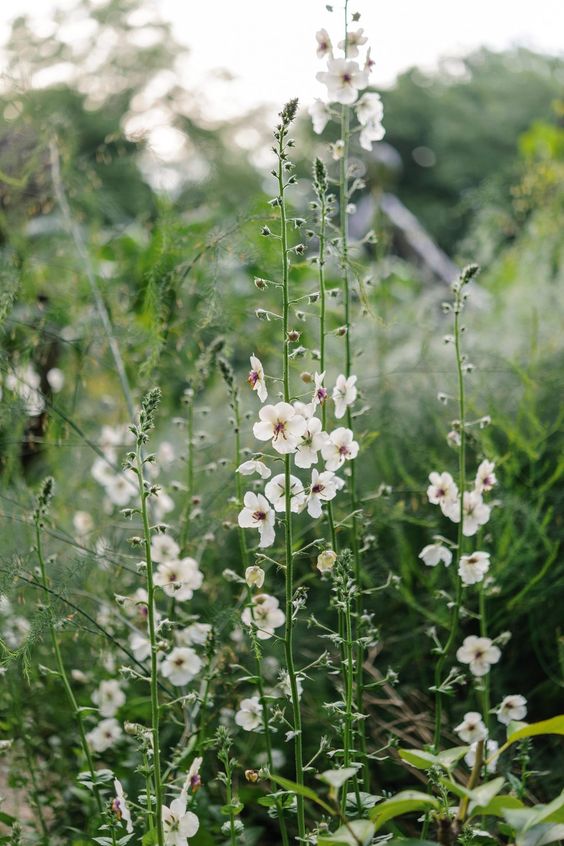 Plantering och tradgardsskotsel